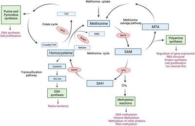 Methionine cycle-dependent regulation of T cells in cancer immunity